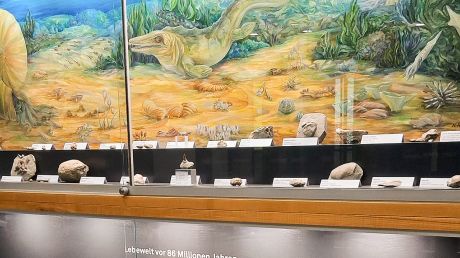 Fachlich neu gestaltete Vitrinen im Rathauskeller.
