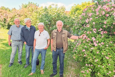 Wilhelm Hilker, Rainer Buchmann, Claus Bendorf und Horst Fette begutachten die blühenden Wildrosenbüsche.