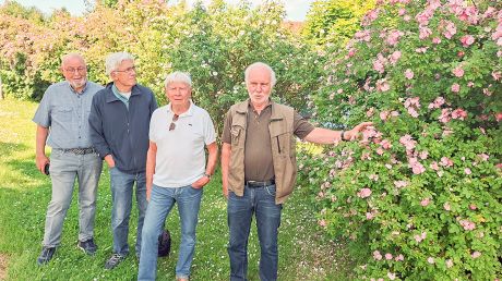 Wilhelm Hilker, Rainer Buchmann, Claus Bendorf und Horst Fette begutachten die blühenden Wildrosenbüsche.